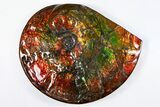 Ammonite Fossil with Mosasaur Bite Marks - Precious Ammolite! #311334-1